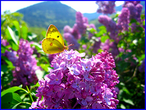 De beaux rêves - Yoga et Bien-Etre - Sagesse à
                  vivre